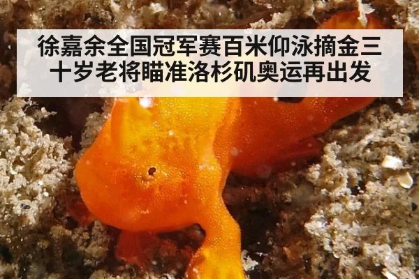 徐嘉余全国冠军赛百米仰泳摘金三十岁老将瞄准洛杉矶奥运再出发